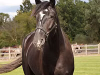 Aygʻir, Percheron — 3-rasm