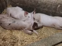 Säue, Schweine — Foto 4