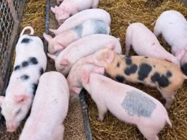 Schweine (Partie, Geschlecht nicht angegeben), Schweine