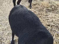 Qoʻchqor, Hissar sheep — 1-rasm