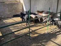 Carnero, Hissar sheep — foto 2