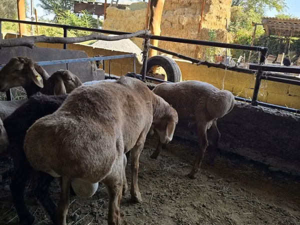 كبش, Arashan sheep — قيرغيزستان