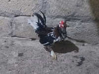 Yapon Bantam — 3-rasm
