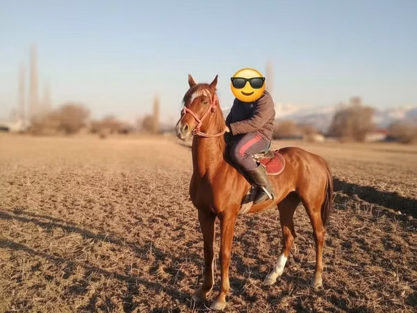 公马, Horses — 吉尔吉斯斯坦