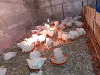 Chickens — Foto 1