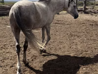 Stute, Orlov Trotter — Foto 3