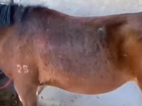 Horses (batch, sex not specified), Horses — photo 2