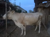 母牛, Cattle — 照片 1