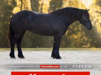 Toychoq, Percheron — 1-rasm