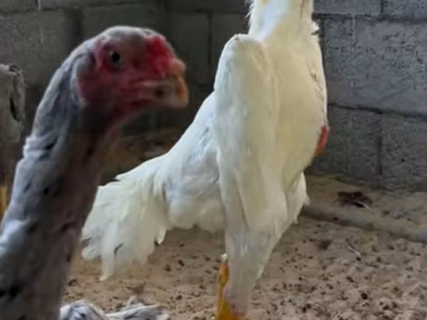 Chickens — Kirgisistan
