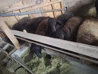 Carnero, Edilbay sheep — foto 6
