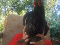 Brahma — Foto 1