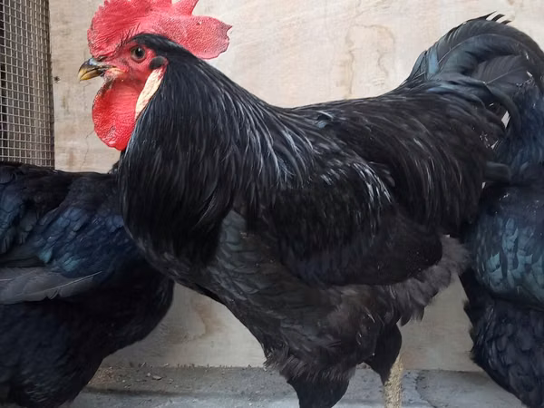 Chickens — Usbekistan