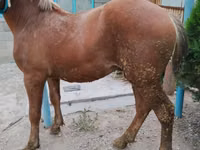Stute, Friesian sport horse — Foto 3