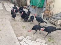 Blanca de pechuga ancha — foto 2