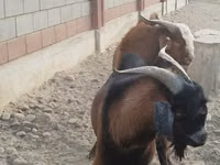 تيس, Beetal goats — الصورة 4