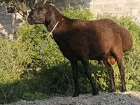 كبش, Hissar sheep — الصورة 2