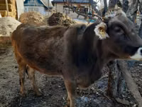 بقرة, Swiss cattle — الصورة 8