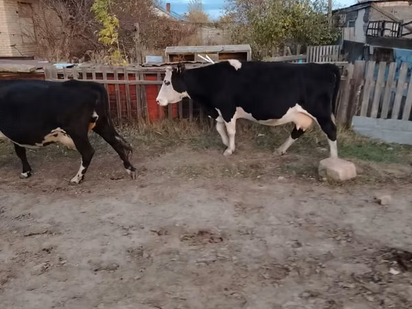 母牛, Russian Black pied cattle — 哈萨克斯坦