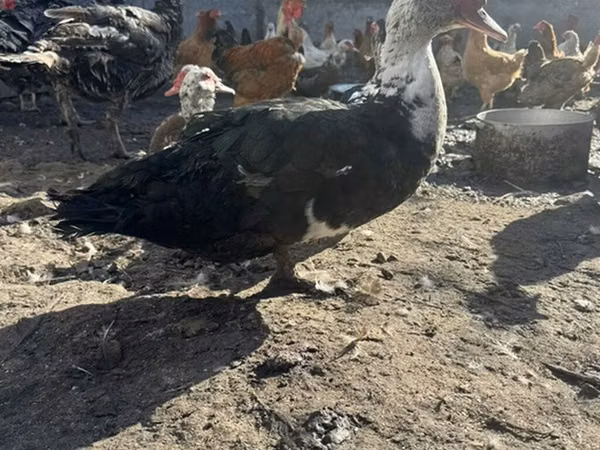 Домашняя мушка