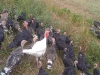 Turkeys — Foto 3