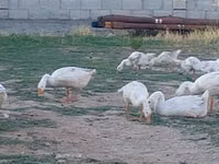 Geese — Foto 4