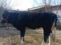 Sigir, Russian Black pied cattle — 2-rasm