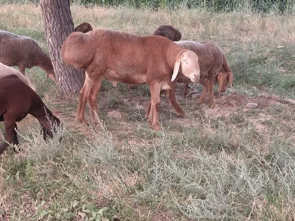 Qoʻchqor, Arashan sheep
