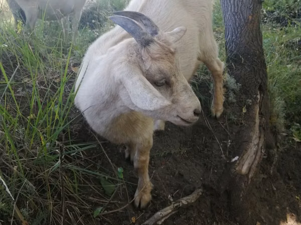 母山羊, Alpine goat — 哈萨克斯坦