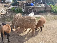 عنزة, الماعز — الصورة 5