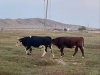 ثور, الماشية — الصورة 2