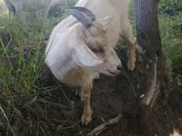 母山羊, Alpine goat — 照片 1