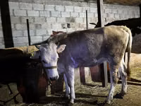 Bulle, Simmental cattle — Foto 1