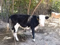 गाय, कजाख़स्तानी सफेद सिर वाली गाय — फ़ोटो 1