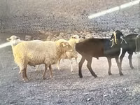 كبش, Dorper sheep — الصورة 4