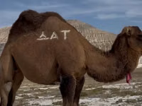 Kamelstute, Kazakh Bactrian camel — Foto 2