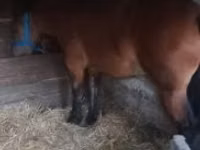 Mare, Horses — photo 2