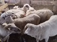 母羊, Sheep — 照片 2