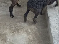 كبش, الأغنام — الصورة 2