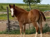 Hengst, Quarter Horse — Foto 5