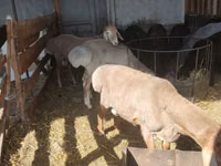 Carnero, Rhon sheep — foto 3