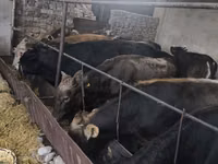 Toro, Karaku — foto 2