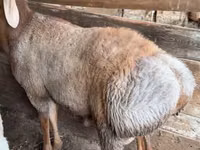 كبش, Arashan sheep — الصورة 2