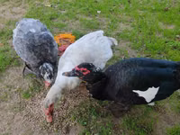 Guinea fowl — Foto 7