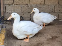 Ducks — photo 3