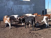 गाय, Simmental cattle — फ़ोटो 2