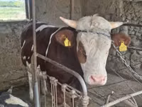 Rinder (Partie, Geschlecht nicht angegeben), Simmental cattle — Foto 5