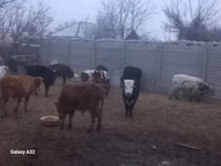 公牛, Cattle — 照片 2
