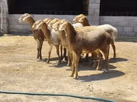 Schaf, Arashan sheep — Foto 1