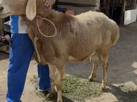 Oveja, Baerchuke sheep — foto 2